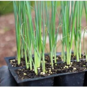 Leeks Seedlings