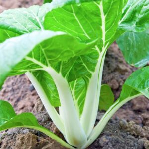 White Pak Choi Seedlings