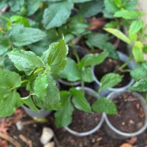 Ugu Leaf/ Fluted Pumpkin Seedlings